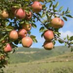 How useful is it to eat four apples a week?