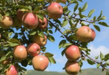 How useful is it to eat four apples a week?