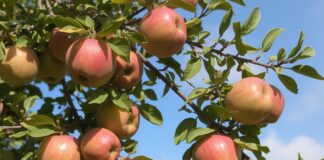 How useful is it to eat four apples a week?